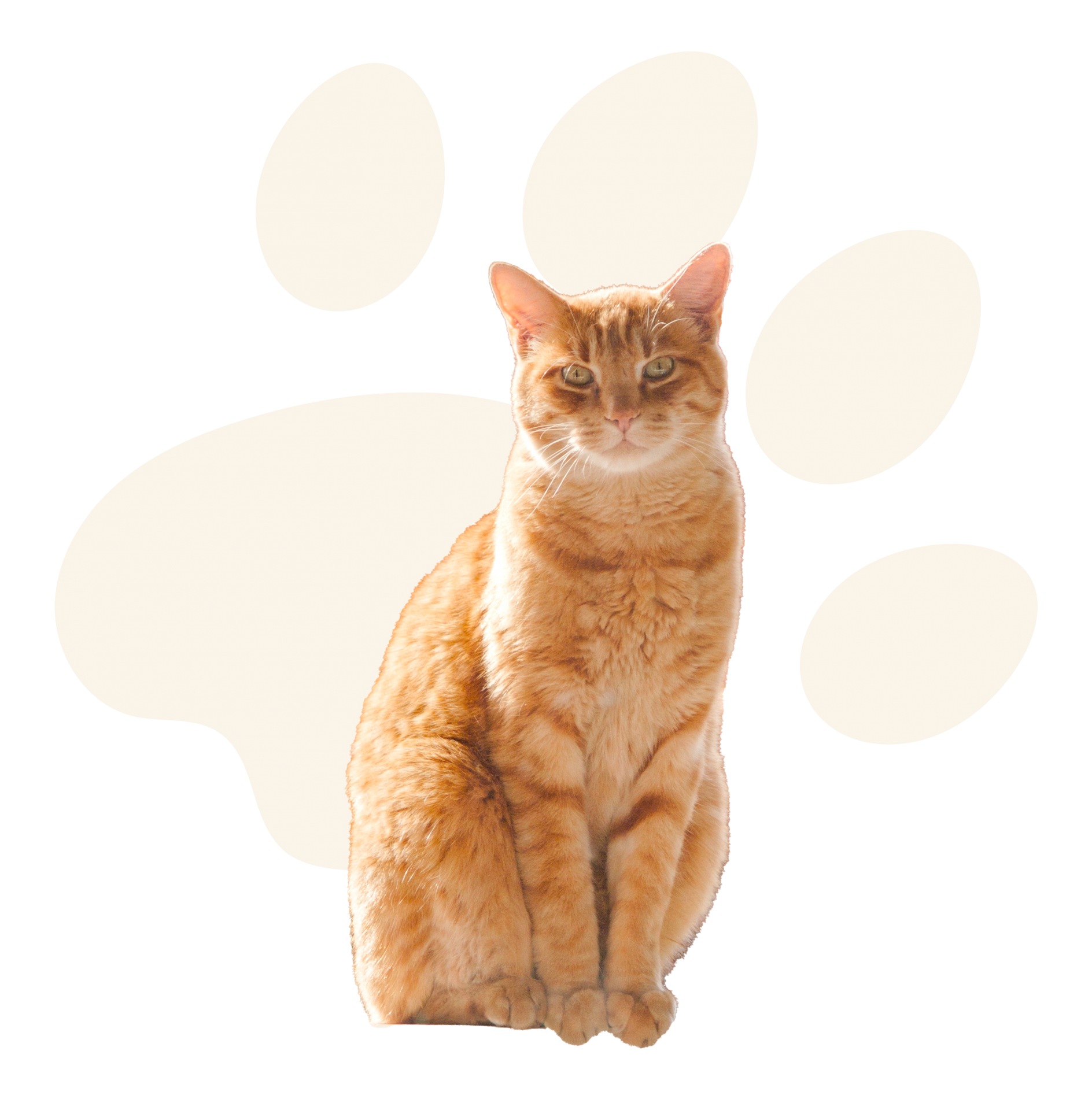 Chat petmania